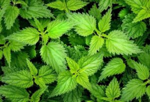 la plante du printemps : l'ortie
